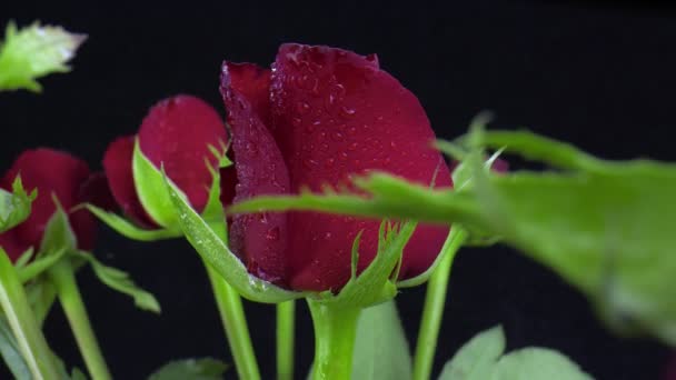 Vörös Rózsák Vízcseppekkel Videó Néhány Gyönyörű Vörös Rózsát Mutat Amit — Stock videók