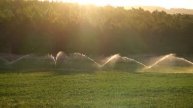 Altın günbatımında yeşil tarla. Yeşil tarlaya fışkıran suyu aydınlatan güzel güneş ışınları. 4K dış mekan arka planı. Yaz mevsiminde Türkiye kırsal havası