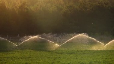Altın günbatımında yeşil tarla. Yeşil tarlaya fışkıran suyu aydınlatan güzel güneş ışınları. 4K dış mekan arka planı. Yaz mevsiminde Türkiye kırsal havası