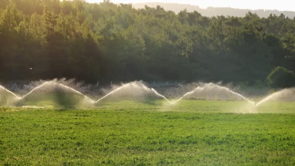 Green Agriculture Field Golden Sunset Beautiful Sun Rays Highlighting Water — Wideo stockowe