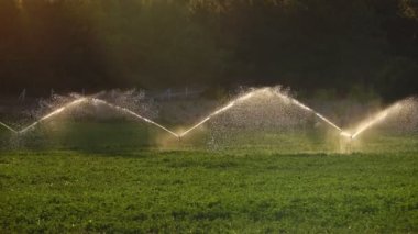 Altın günbatımında yeşil tarla. Yeşil tarlaya fışkıran suyu aydınlatan güzel güneş ışınları. 4K dış mekan arka planı. Yaz mevsiminde Türkiye kırsal havası