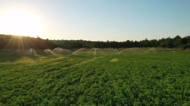 Altın günbatımında yeşil tarla. Yeşil tarlaya fışkıran suyu aydınlatan güzel güneş ışınları. 4K dış mekan arka planı. Yaz mevsiminde Türkiye kırsal havası
