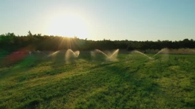 Altın günbatımında yeşil tarla. Yeşil tarlaya fışkıran suyu aydınlatan güzel güneş ışınları. 4K dış mekan arka planı. Yaz mevsiminde Türkiye kırsal havası