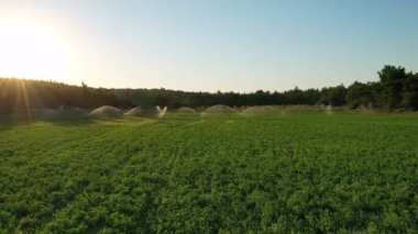 Altın günbatımında yeşil tarla. Yeşil tarlaya fışkıran suyu aydınlatan güzel güneş ışınları. 4K dış mekan arka planı. Yaz mevsiminde Türkiye kırsal havası