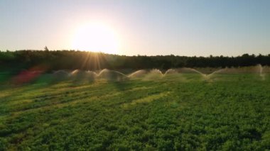 Altın günbatımında yeşil tarla. Yeşil tarlaya fışkıran suyu aydınlatan güzel güneş ışınları. 4K dış mekan arka planı. Yaz mevsiminde Türkiye kırsal havası