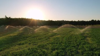 Green agriculture field at golden sunset. Beautiful sun rays highlighting the water spraying over the green field. 4K outdoor landscape background. Turkey countryside aerial at summer