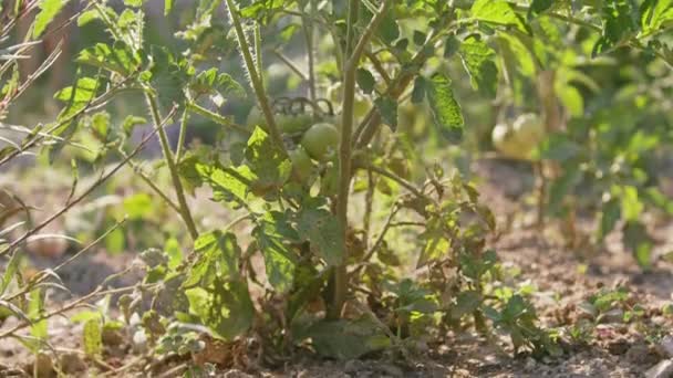 Tomato Seedlings Planted Open Ground Planting Seedlings Spring — Stock Video