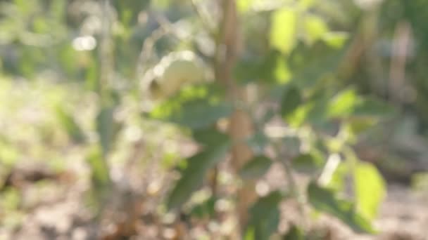 Σπορόφυτα Τομάτας Ανοιχτό Έδαφος Φυτεύω Σπορόφυτα Την Άνοιξη Αυτό Βίντεο — Αρχείο Βίντεο