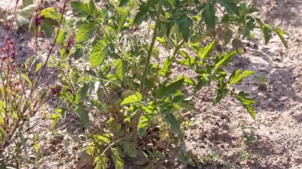 Plántulas Tomate Plantadas Campo Abierto Plantación Plántulas Primavera — Vídeo de stock