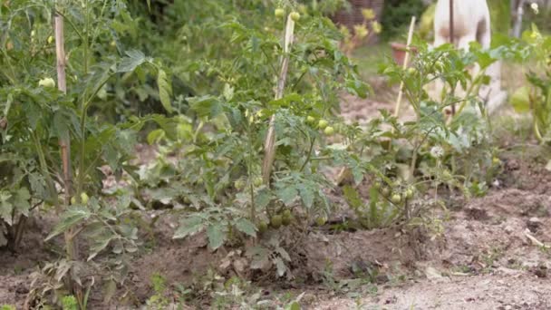 番茄幼苗生长在开阔的土地上 春天种苗 — 图库视频影像