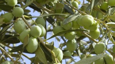 Yaz boyunca olgun meyvelerle dolu bir zeytin dalı..