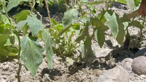 Farmer Using Trowel Hoe Preparing Ground Organic Agriculture Cultivation Hoeing — Αρχείο Βίντεο