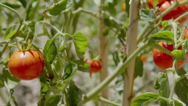 Plántulas Tomate Plantadas Campo Abierto Plantación Plántulas Primavera — Vídeos de Stock