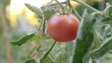 Domates fideleri açık araziye ekildi. İlkbaharda fidanlar ekiyorum.