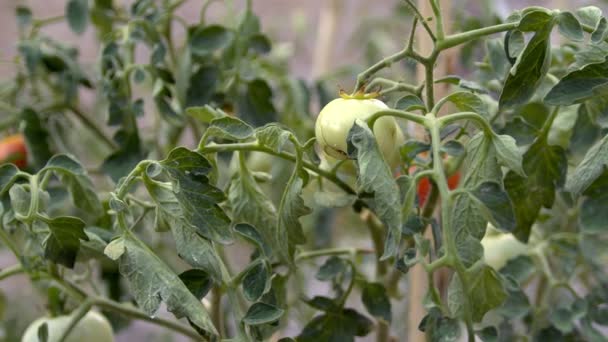 Tomatplantor Planterade Öppen Mark Plantering Plantor Våren — Stockvideo