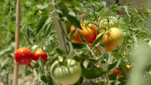 Tomatenzaailingen Geplant Volle Grond Zaailingen Planten Het Voorjaar — Stockvideo