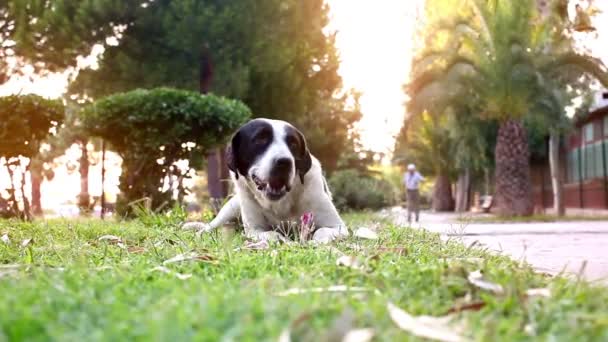 Stray Dog Eating Bone Park Black White Dog Laying Grass — Vídeos de Stock