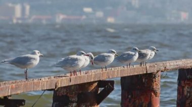 Martılar yıkılmış bir iskelede tünemiş ve dinleniyorlar. Rüzgarlı havada dinlenen martıların yavaş çekim görüntüleri..