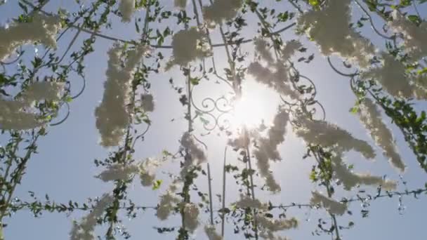 白色花朵的背景 阳光穿过枫树的绿叶和白花 枫树在风中飘扬 — 图库视频影像