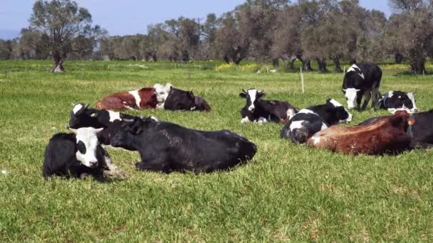Корови Відпочивають Траві Чудовим Відеороликом Кадрами Деяких Корів Лежать Зеленій — стокове відео