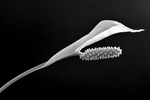 siyah-beyaz spatifilyum