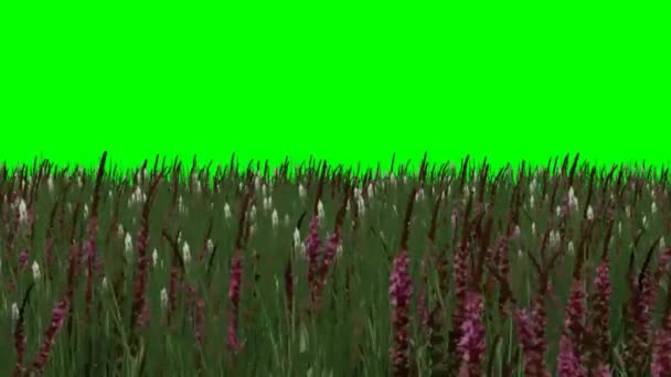 Grass with red flowers in the wind - green screen — Stock Video