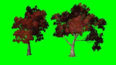 kırmızı akçaağaç Rüzgar - Yeşil perde hareket eder.