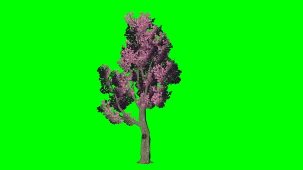 Tree moves in the wind - woodappleblossom - green screen — Stock Video