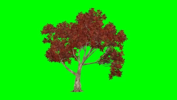 Träd i vinden (drag) - grön skärm — Stockvideo