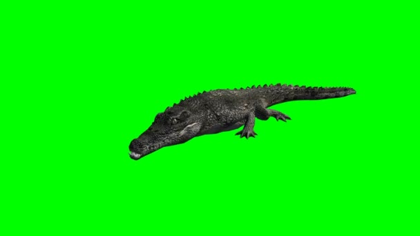 Crocodile walking - green screen — Stock Video