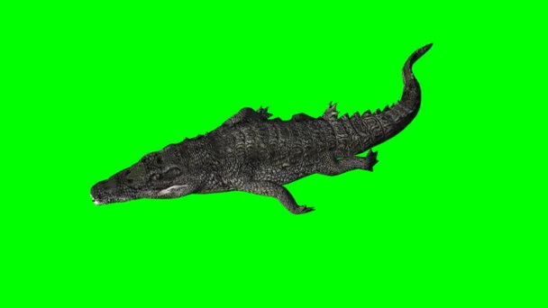 Crocodile swimming - green screen — Stock Video