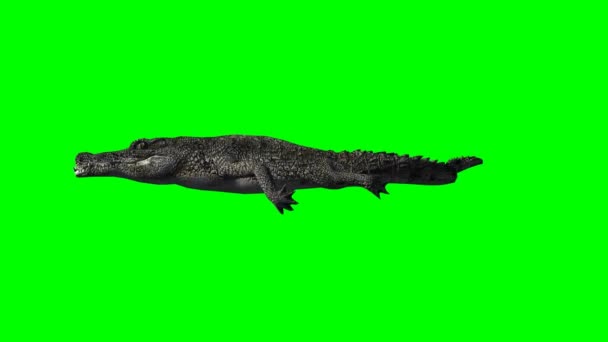 Crocodile swimming - green screen — Stock Video