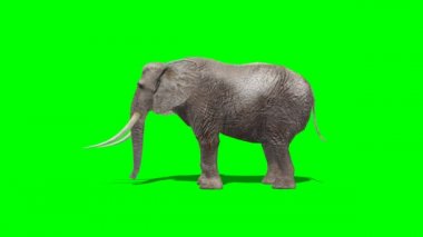 fil attack - yeşil ekran