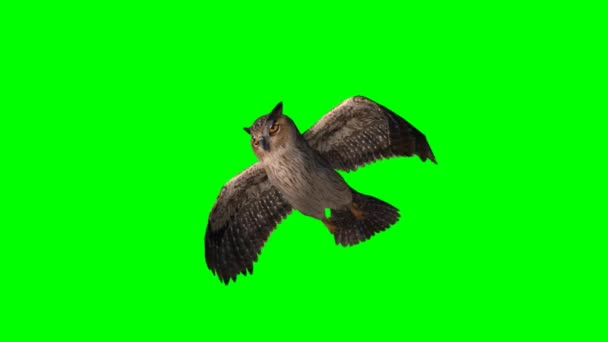 Сова летит - зеленый экран — стоковое видео