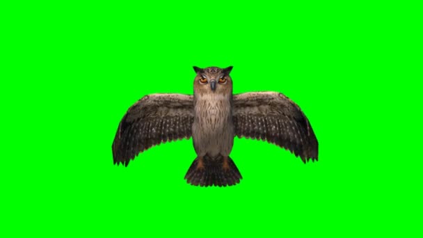 sova je létání - zelená obrazovka