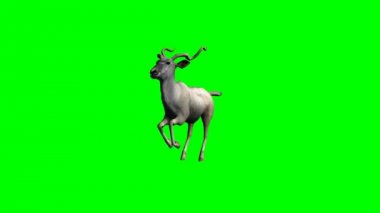 Kudu antilop running - yeşil ekran