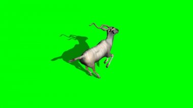 Kudu antilop running - yeşil ekran