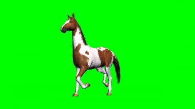 at çalışır - yeşil ekran