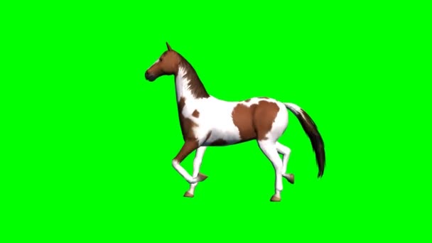 kůň běží - zelená obrazovka