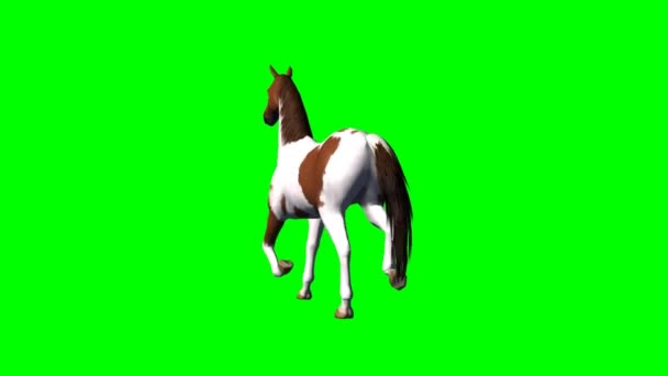 Pferd läuft - grüner Bildschirm — Stockvideo
