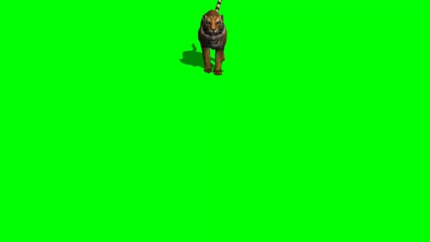 Tiger attac on green screen — Stock Video