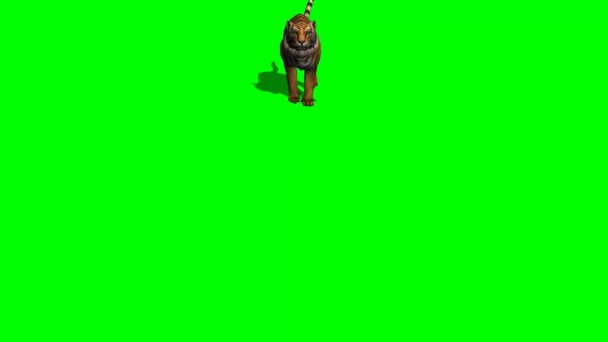Tiger attac on green screen