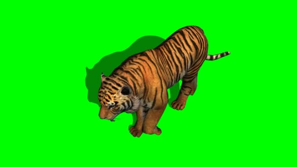 Tigre marche sur l'écran vert 