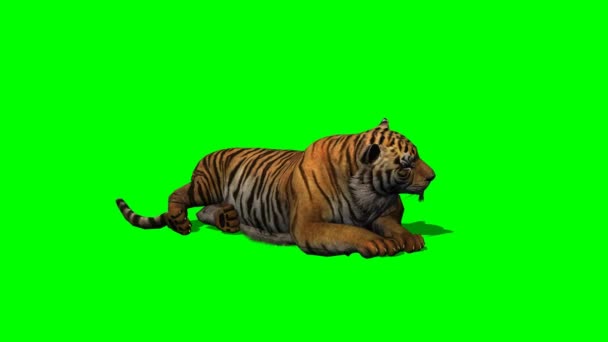 Tiger untätig auf grünem Bildschirm — Stockvideo