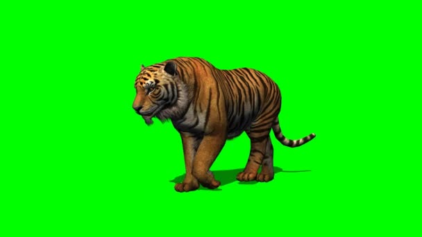 Tiger walks on green screen — Stock Video