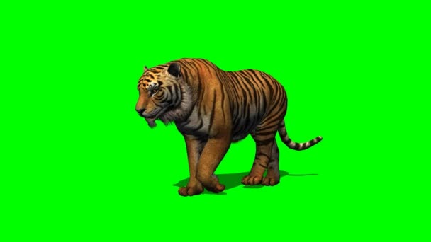 Tiger spaziert auf grünem Bildschirm