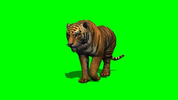 Tigre camina en pantalla verde — Vídeos de Stock