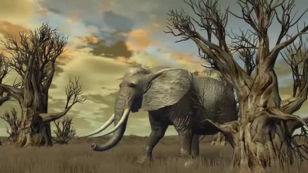 Elefante camina a través de savanna — Vídeos de Stock