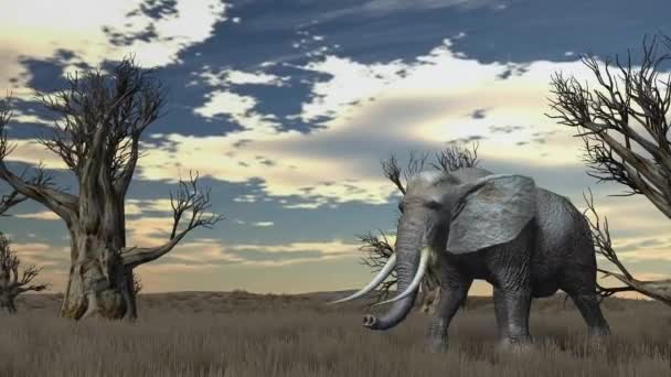 Elefante cammina attraverso la savana — Video Stock