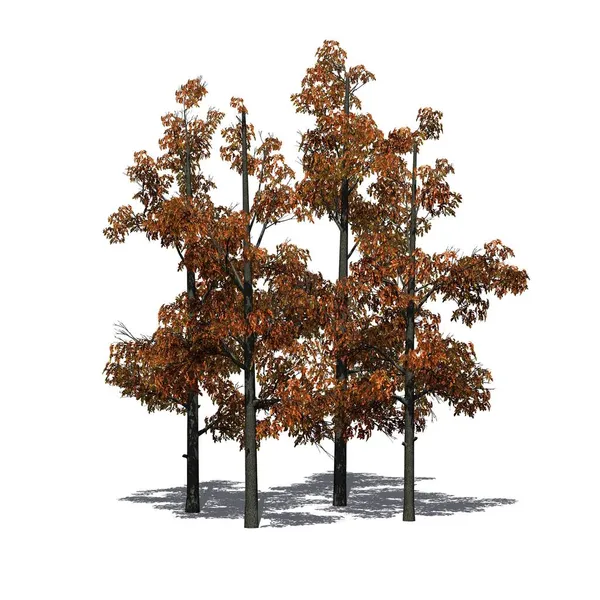 秋天的一组樱桃树 地面上有阴影 白色背景隔离 3D说明 — 图库照片